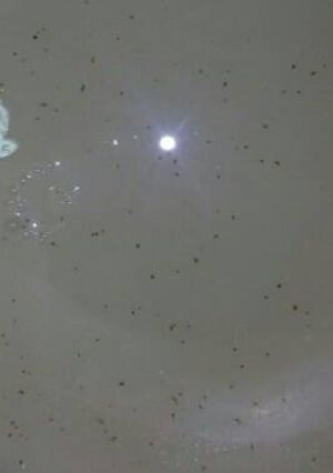 Una foto de Horchata de arroz