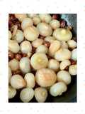 211 • Cipolline borettane in agrodolce