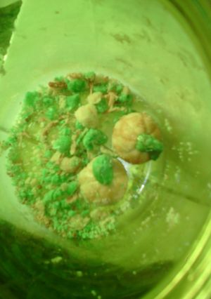 Foto resep Nastar Eggless