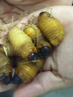 Una foto de Pinchos de chontacuro