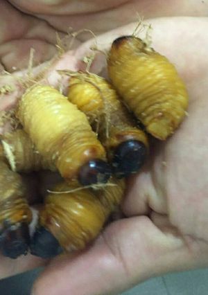 Una foto de Pinchos de chontacuro