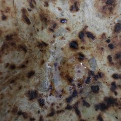 A picture of Stuff parantha.