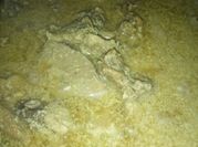 Gambar lapis daging seadanya