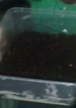 Foto resep Oreo Cheesecake
