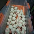 Bakso Ayam Sehat dan Simple Pakai Blender (No MSG)