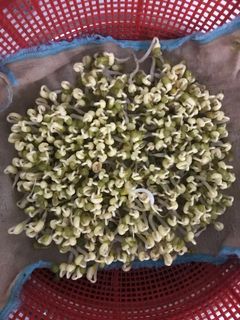 Hình của món Làm giá đỗ đơn giản bằng vải xô.