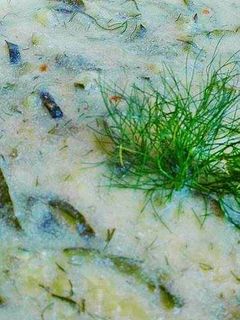 Zsenge cukkinifőzelék recept fotója