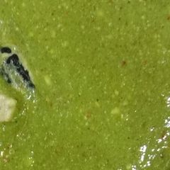 A picture of Green Chutney.