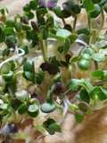 Brotes de mostaza: un jardín en mi cocina