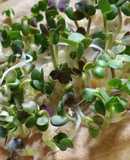 Brotes de mostaza: un jardín en mi cocina