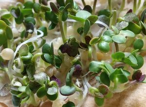 Una foto de Brotes de mostaza: un jardín en mi cocina