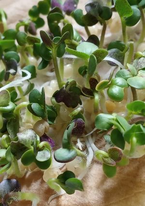 Una foto de Brotes de mostaza: un jardín en mi cocina