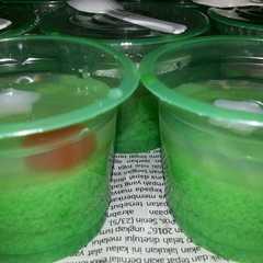 A picture of Puding lumut.