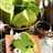 Chiffon Green Tea Matcha soft and moist