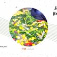 Sayur Bening