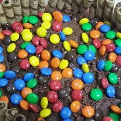 A picture of Nutella cake with M&M and wafers biscuit.