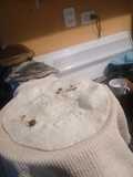 Flour Tortillas with Cooking Oil