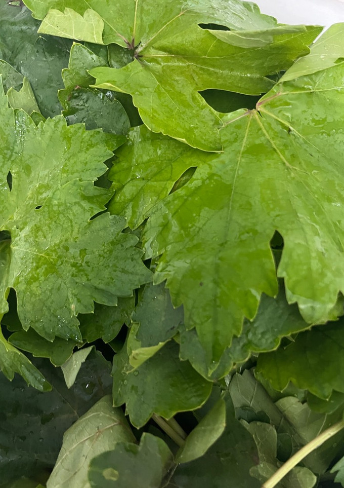 عکسی از دستور برگ مو ، برگ دلمه
