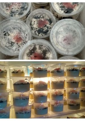Foto resep Puding jeko