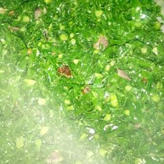 A picture of Tomatoless kales.