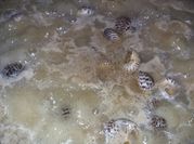 Gambar siput kuah