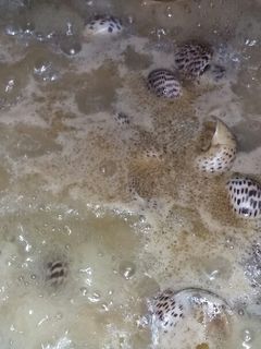 Foto resep Tumis kuah siput bintang ala mami lia