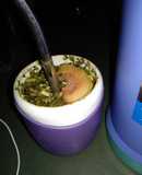 Mate con pomelo y peperina fresca 😋😎