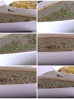 صورة لوصفة مرق السبانخ باللحم