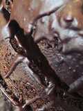 Ganache de Chocolate!!