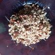 Pecak / sambal kecambah ijo
