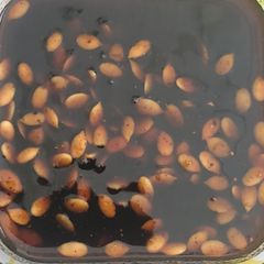 Tamarind chutney A picture of Tamarind chutney.