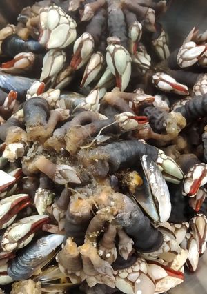 Una foto de Percebes cocidos