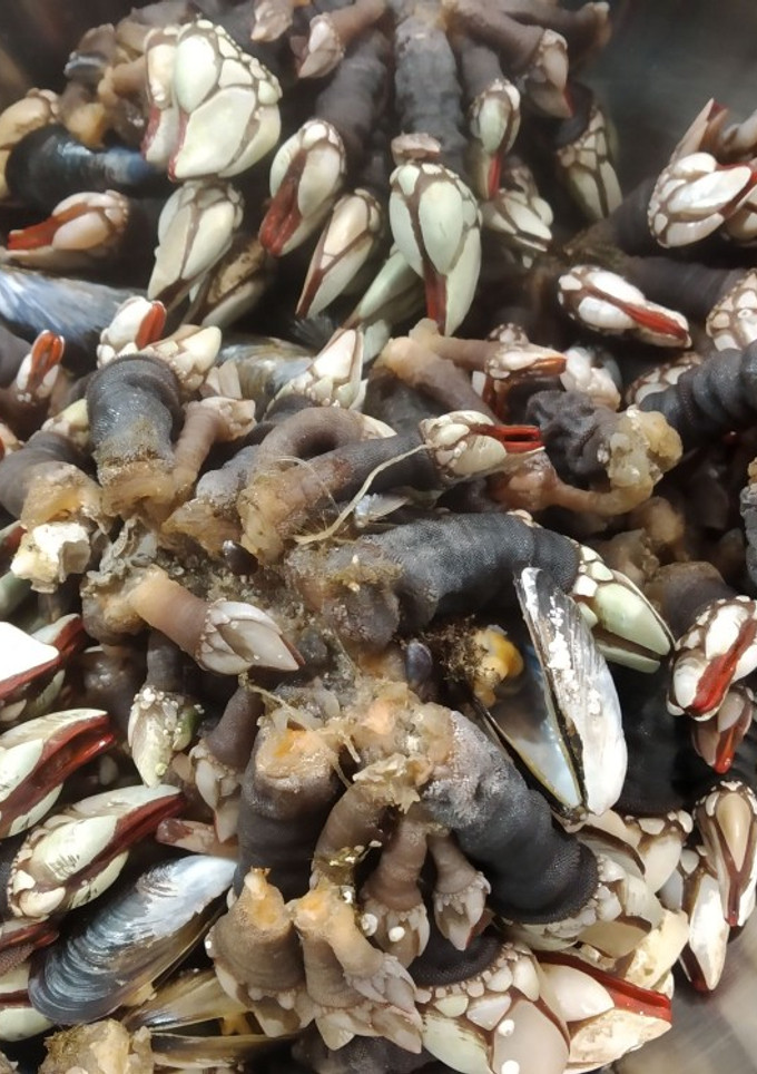 Una foto de Percebes cocidos