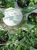 Hệ thống Aquaponics xanh ở Việt Nam là gì
