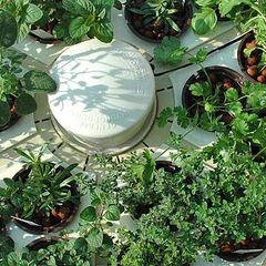 A picture of Hệ thống Aquaponics xanh ở Việt Nam là gì.