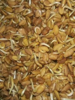 صورة لوصفة حلبه العيد