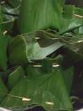 Botok Manding