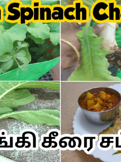 முள்ளங்கி கீரை சப்பாத்தி / Radish Spinach Chapathi recipe in tamil செய்முறை முக்கிய புகைப்படம்