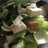Pokcoy feat tahu simple
