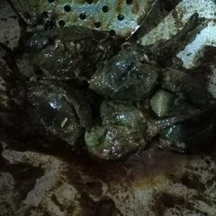 A picture of Bharwa baingan.