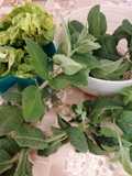 Immunerősítő bomba házilag (Zeller levél 🌿 citromfű🌱 menta levél)🌿ital 1065
