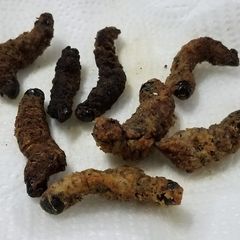 A picture of Fried mopane worm.