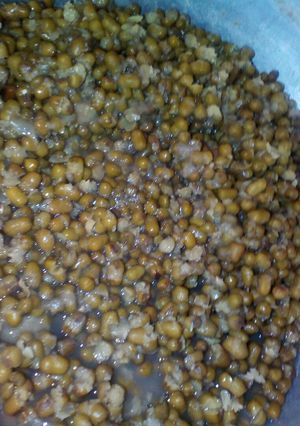 A picture of Sprout green grams.