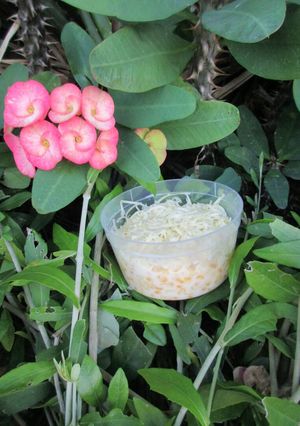Foto resep Jasuke (jagung susu keju)