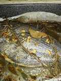 Pesce Castagna al Forno