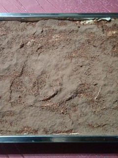 Una foto de Tiramisú! Sencillo y fácil de hacer! 😋