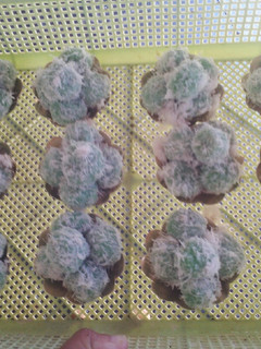 Foto resep Klepon ketan