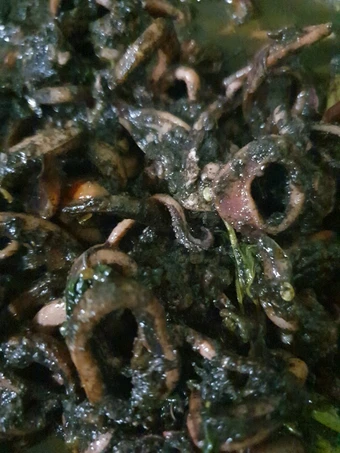 Cara Mudah Menyiapkan Resep Tumis cumi Kental pedas yang Lezat Anti Ribet, Menggugah Selera