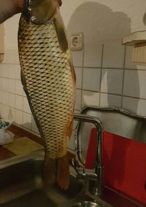 صورة لوصفة سمك