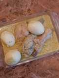 Opor Ayam Kuning Slow Cooker